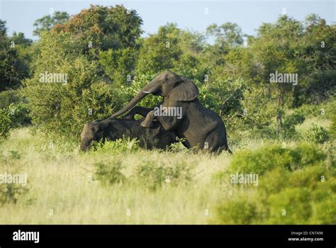 Elephants mating Stock Photo - Alamy