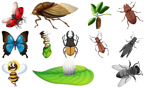 Colección de diferentes tipos de insectos Vector Gratis