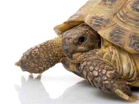 Turtle & Tortoise Breeding Archives - Reptiles Magazine