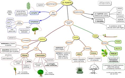 MAPPE Per La SCUOLA LE PIANTE Radici Fusto Rami