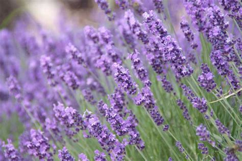 Levantica G Seminte Planta Aromatica Medicinala Perena Lavandula