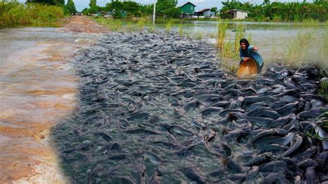 Wow Fishing Catch A Lots Of Fish On The Road Season Flooding Season