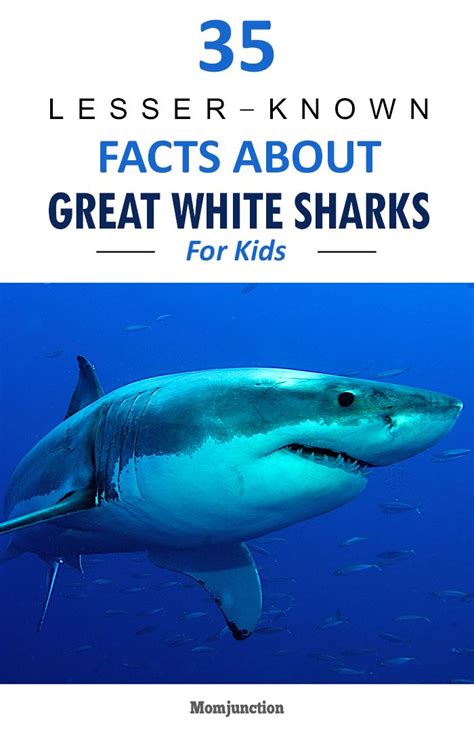 35 Interesting Great White Shark Facts For Kids | Shark facts, Shark facts for kids, Great white ...