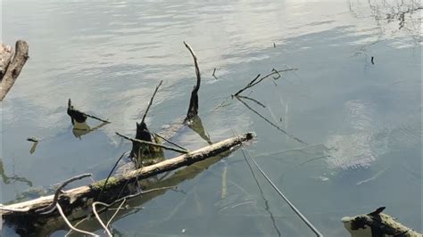 Ikan Nila Kumpul Di Bawah Akar Pohon YouTube