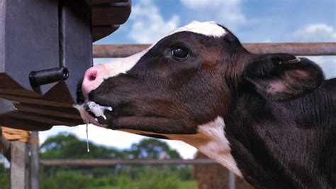 Once A Day Feeding Calf Milk Replacer Dairygold