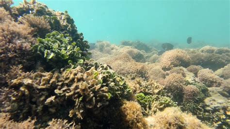 Mergulho Nas Piscinas Naturais Na Praia De Perobas Alagoas YouTube