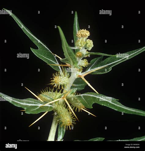 Spiny cocklebur Xanthium spinosum flower Stock Photo - Alamy