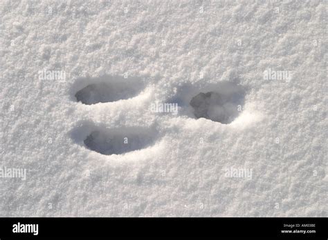 Rabbit Footprint In The Snow Stock Photo 1311677 Alamy