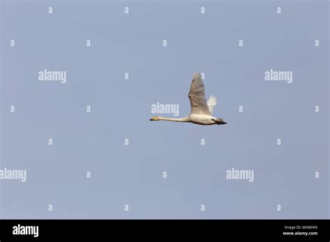 One Flying Whooper Swan Cygnus Cygnus Stock Photo Alamy