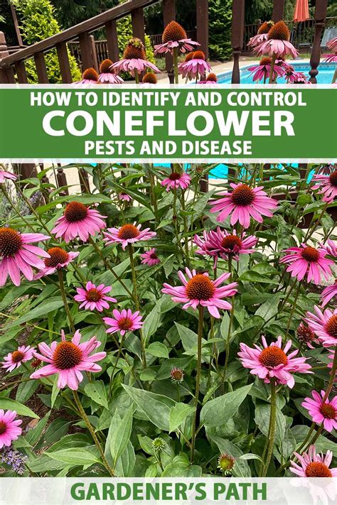 15 Common Problems With Coneflower Plants 56 Off