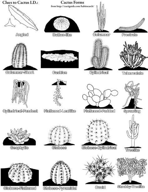 Cactus Id From Morphological Clues Cactus And Succulent Society Of