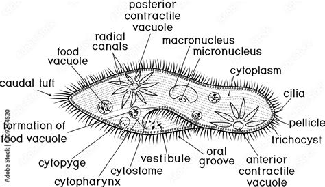 Coloring page. Structure of Paramecium caudatum with titles Stock ...