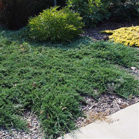 Juniperus Horizontalis Wiltonii Genévrier Rampant Couvre Sol Gris Bleuté