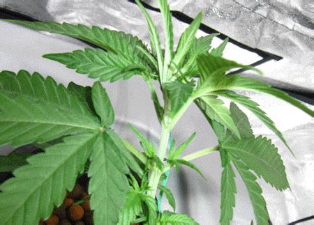 Topping Cannabis Guide How To Top Your Plants Grow Weed Easy