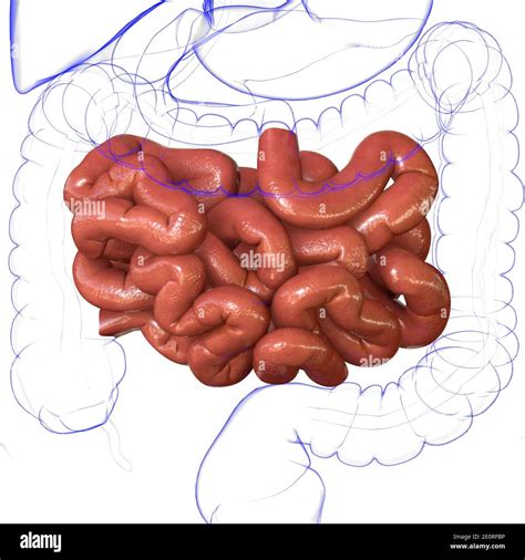 Intestino Delgado Ilustración 3d Anatomía Del Sistema Digestivo Humano