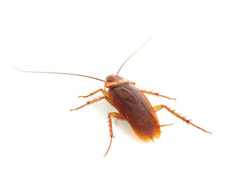 Roaches Waco Pest Control Termite Control IPest Solutions