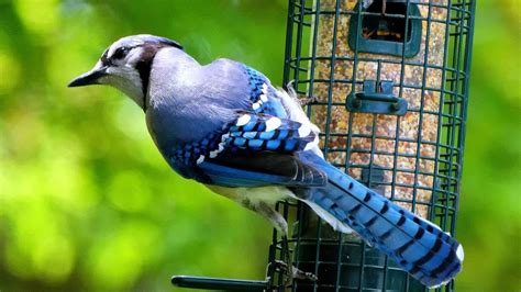 Blue Jay Sound Blue Jay Calls Blue Jay Sound Effects Blue Jay