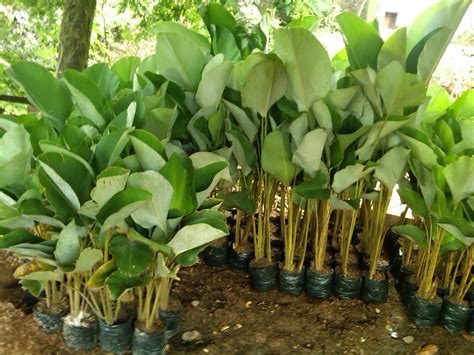 JUAL POHON PISANG HIAS | POHON PISANG KALATEA | POHON PISANG HELICONIA ...