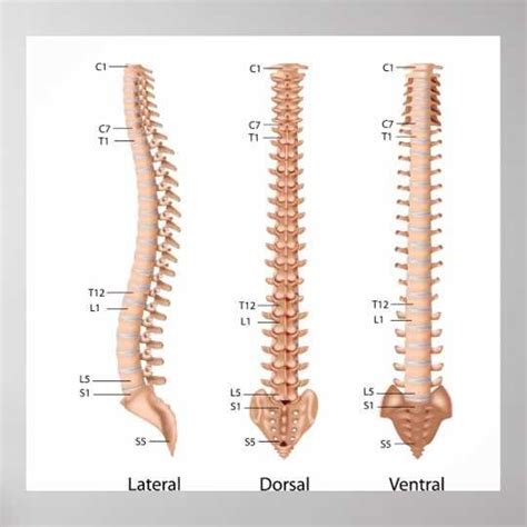 Enhance Your Anatomy Knowledge With A Printable Labeled Spine Diagram