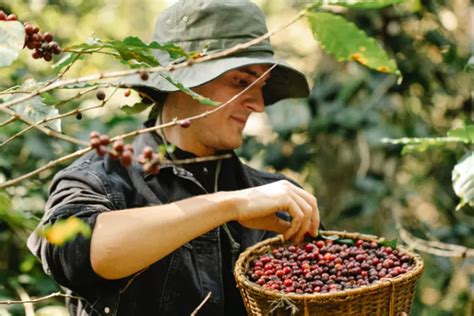 Kalahkan Sumut Inilah Kabupaten Penghasil Kopi Terbesar Di Lampung