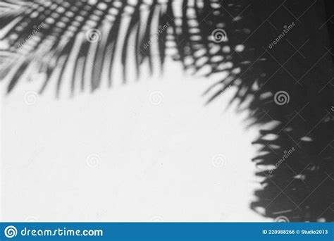 Abstract Gray Shadow Background Of Palm Leaves Black And White