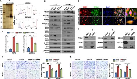 Evs Transferred Sbsn Activates Nf B Through Anxa A Lysates From U Mg