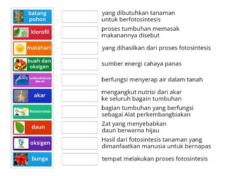 BAGIAN TUBUH TUMBUHAN DAN FUNGSINYA Match Up