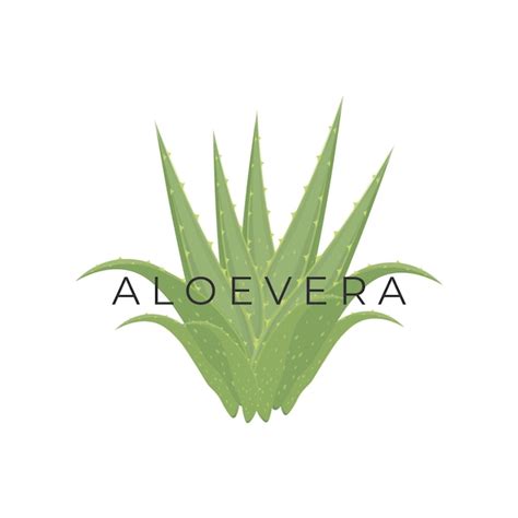 Logotipo de ilustración vectorial realista de aloe vera Vector Premium