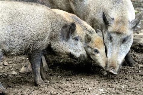 Welche Ger Usche Machen Wildschweine Waldpedia De