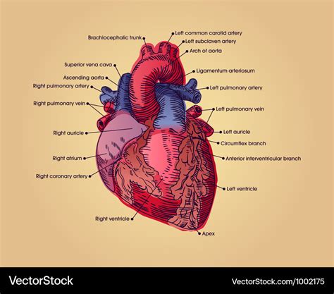 Anatomical Heart Royalty Free Vector Image Vectorstock