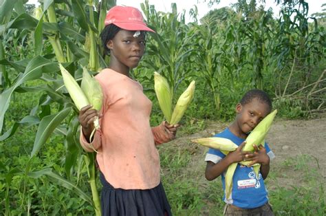 Nampula situação alimentar estável na sequência de boa produção agrária