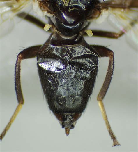 Herina Lugubris Female Abdomen Ryton Wood Warwickshire Flickr