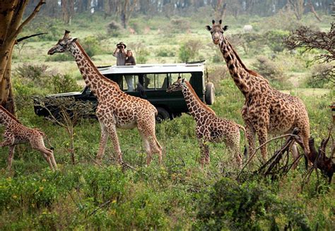 Days Naibosho Conservancy Maasai Mara Safari