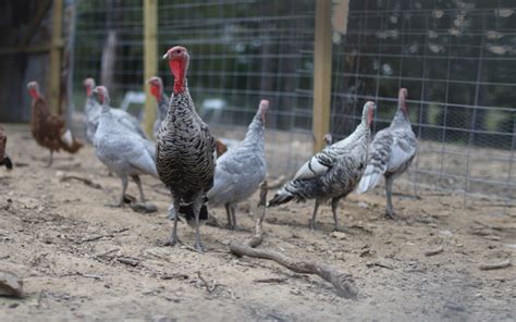 Comparing Heritage And Production Turkeys Murray Mcmurray Hatchery Blog