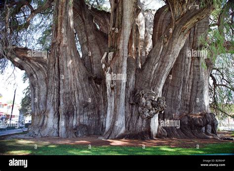 El Tule A Cypress Tree With The Largest Circumference In The World