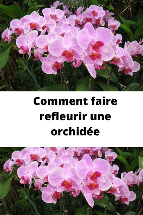 Comment Faire Refleurir Une Orchid E Faire Refleurir Une Orchid E