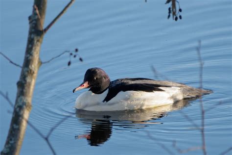 Harle Bi Vre M Le Harle Bi Vre Mergus Merganser Common M Flickr