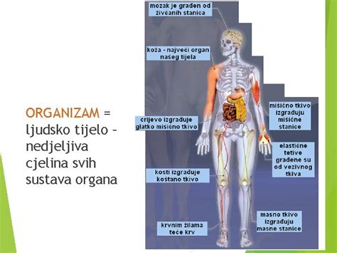 Kemijski Sastav I Graa Tijela Ovjeka Kako Je