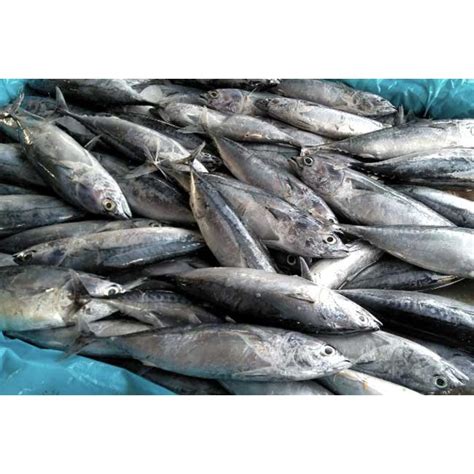 Jual Pasar Segar Ikan Tongkol Segar 500gr Shopee Indonesia