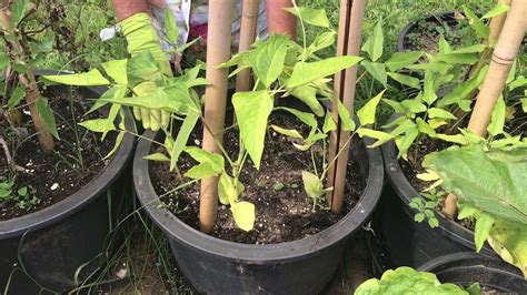 Planting Pole Beans In Containers Youtube