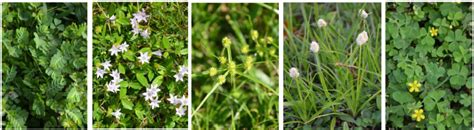 White Flower Weed In St Augustine Grass Majorie Aguilera