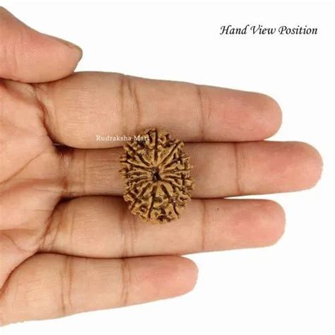 Brown Oval 14 Mukhi Nepali Rudraksha Beads Size 25mm At Rs 22000 In