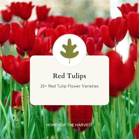 30 Red Tulips For A Vibrant Spring Flower Garden Home For The Harvest