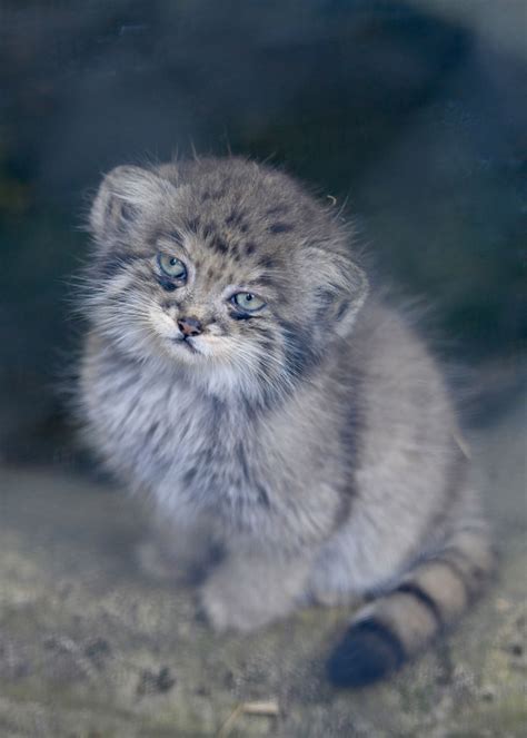 Rare Pallass Cat Kittens Make Their Debut In Time For International