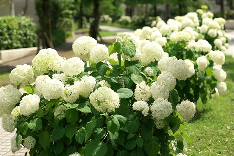 Hydrangea Identification And Care Guide Merrifield Garden Center