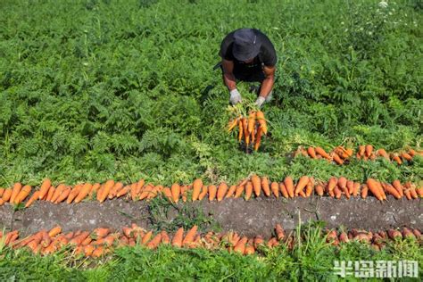 胡萝卜喜获丰收！莱西、即墨等地亩产过万斤 超六成出口 半岛网