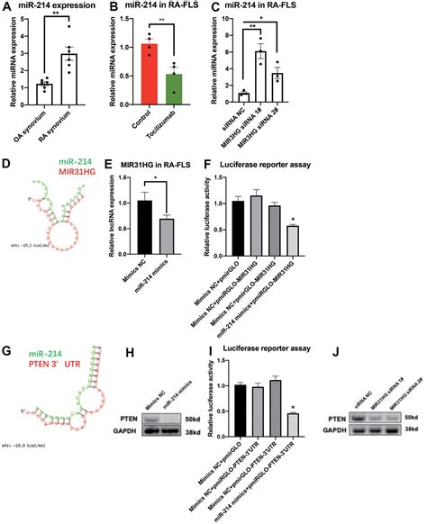 LncRNA MIR31HG Is Induced By Tocilizumab And Ameliorates Rheumatoid