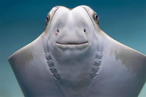 12 Interesting Facts About Stingray Teeth Aquarium Whisperer