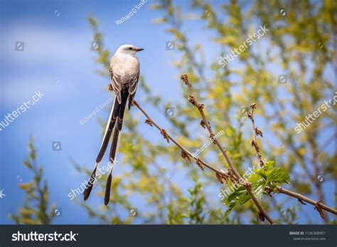 856 State bird oklahoma Images, Stock Photos & Vectors | Shutterstock