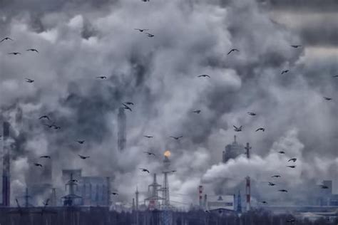 How are birds affected by air pollution? - Birdful